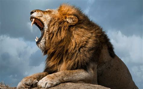 yesmovies roar|Roar .